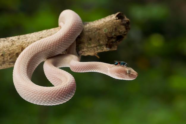 Víbora de manglar Trimeresurus purpureomaculatus