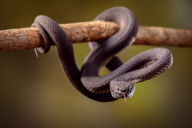 Víbora negra o trimeresurus purpureomaculatus serpiente venenosa en ramitas en el bosque tropical