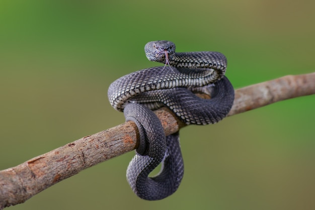 Víbora negra Trimeresurus purpureomaculatus Manggrove Pit VIper Serpiente venenosa