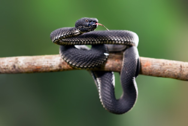 Víbora negra Trimeresurus purpureomaculatus Manggrove Pit VIper Serpiente venenosa