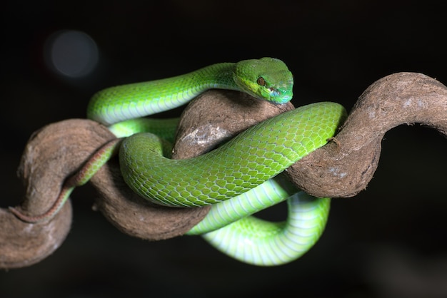 Víbora de pit de la isla de labios blancos en la oscuridad