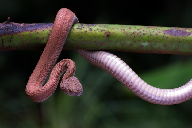 Víbora de pozo de mangle rojo enrollada alrededor de una rama de árbol