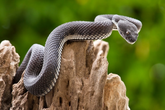 víbora serpiente negra en un árbol