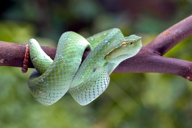 Víbora verde ( trimesurus alborabris ) em modo defensivo