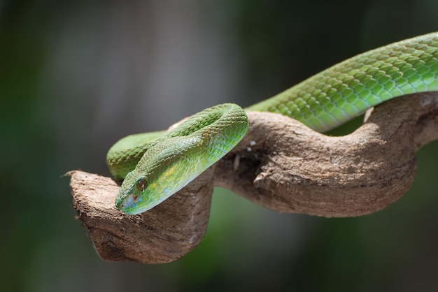 Víboras isleñas de labios blancos enrolladas alrededor de una rama de árbol