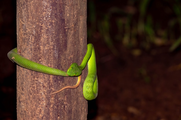 Víboras verdes o Trimeresurus albolabris en el tallo del árbol