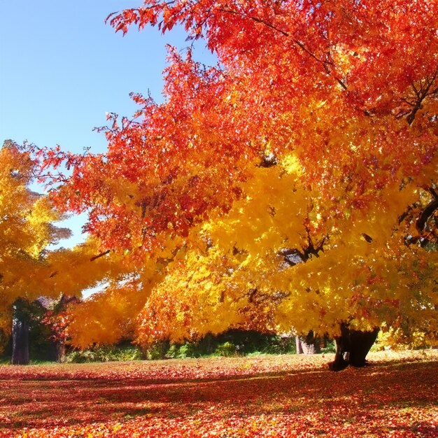 La vibración del otoño