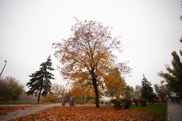 Vibraciones de otoño