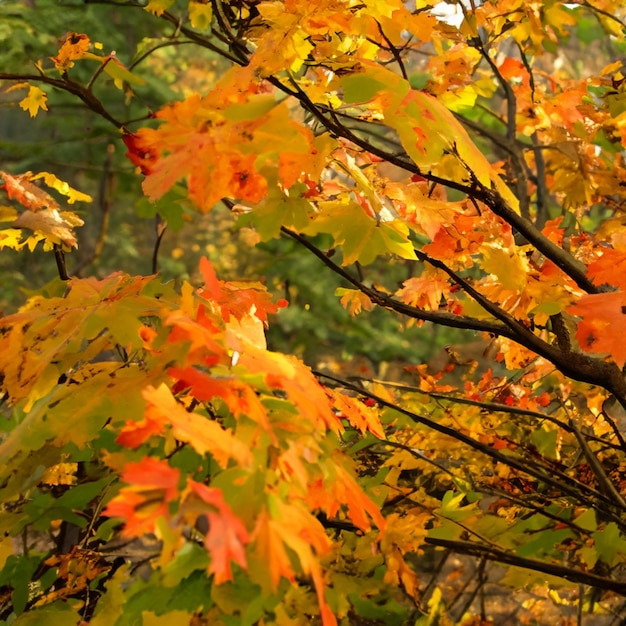 Las vibraciones del otoño