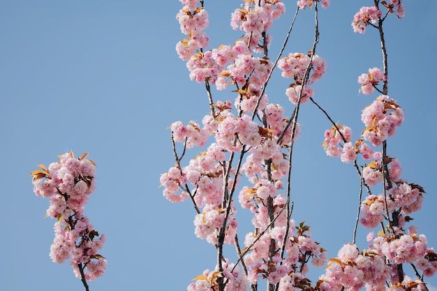 Foto vibraciones primaverales con flores rosas en pequeñas ramas de árboles en el fondo del cielo