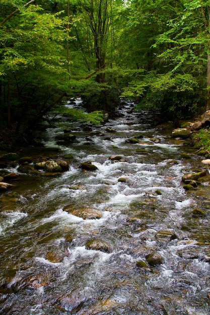 El vibrante arroyo forestal de Tennessee en verano