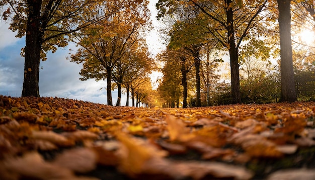 La vibrante avenida de otoño deja una manta en el suelo tonos dorados ambiente sereno