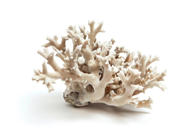 Vibrante coral de Staghorn Porites aislado en blanco