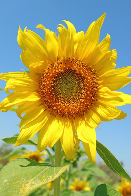 Vibrante flor amarillo girasol con azul cielo soleado
