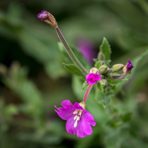 Vibrante gran sauce (Epilobium hirsutum) en plena floración