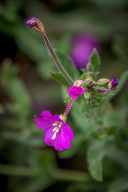 Vibrante grande salgueiro (Epilobium hirsutum) em plena floração