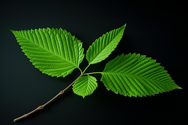 Foto vibrante hoja de olmo encantadores tonos de verde brillante una atractiva relación de aspecto de 32