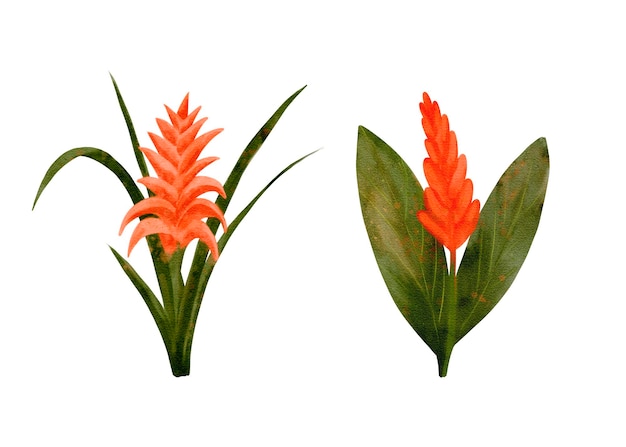 Una vibrante mezcla de flores tropicales naranjas y hojas verdes hace una exhibición encantadora