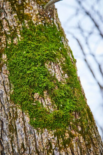 Vibrante musgo verde en la corteza de un árbol áspero Vista a nivel del ojo