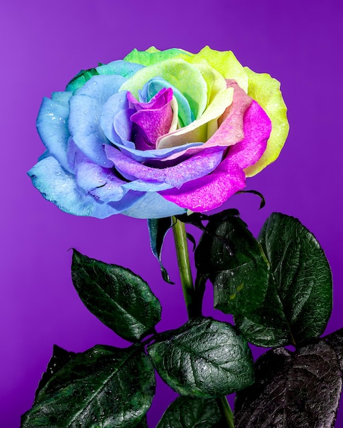 Vibrante rosa arco iris sobre un fondo púrpura