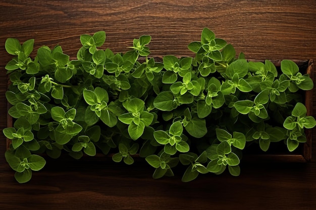 Foto vibrante vista de cima de orégano verde fresco em um feixe a essência de origanum vulgare