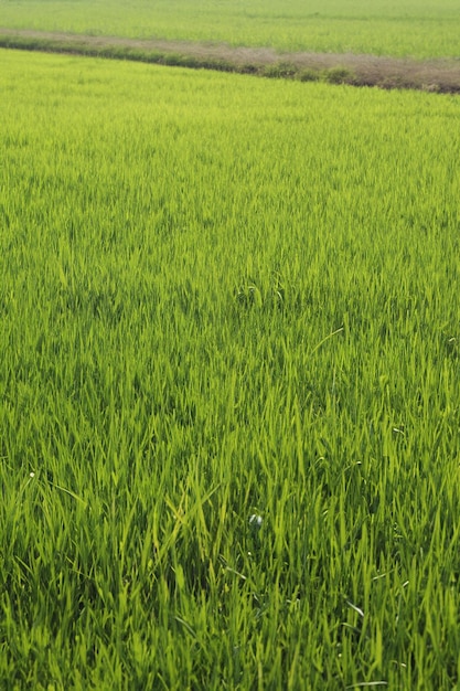 Vibrantes campos de arroz tailandeses en su verde esplendor