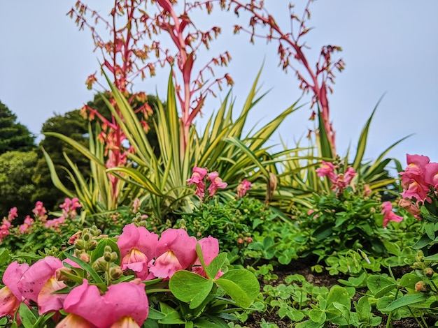 Vibrantes dragones y flores tubulares rojas en un jardín exuberante