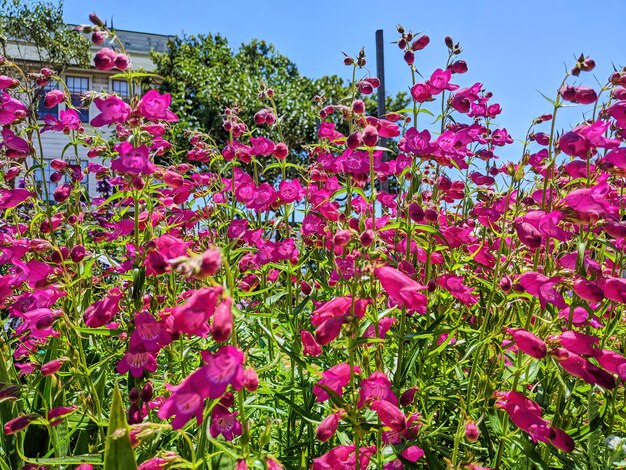 Las vibrantes flores rosadas en el Jardín Comunitario de Fort Mason