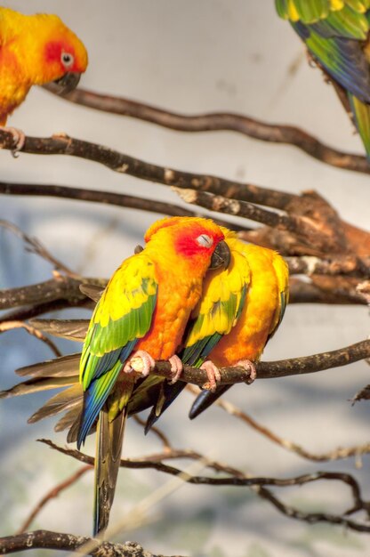 Vibrantes fotografías de loros que capturan la colorida esencia de las bellezas emplumadas de la naturaleza