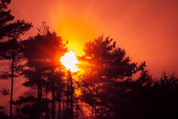 Vibrantes rayos de sol anaranjados y amarillos que pasan a través de las siluetas de los árboles
