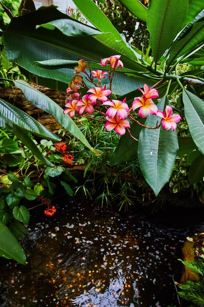 Vibrierende rosa und orange Blumen über Gewässern im Regenwald