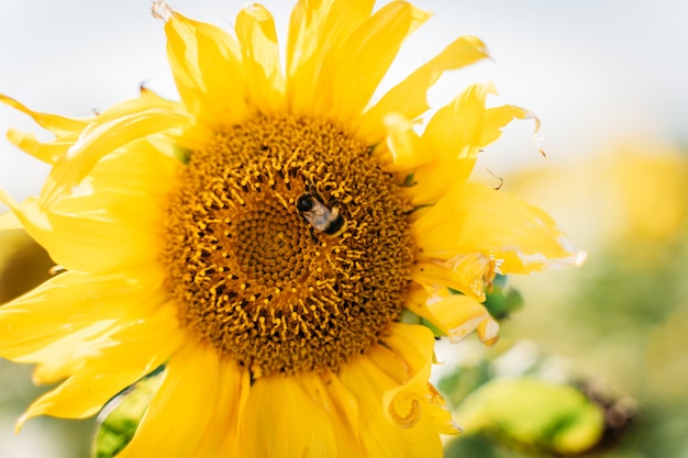 Vibrierende Sonnenblumen und eine Hummel.