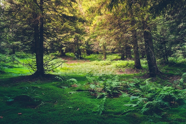 Vibrierender grüner Farbwald Mysteriöse Szene