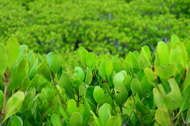 Vibrierendes grünes Feld des spornten Mangrovenbaums im Mangrovenwald von Rayong-Provinz, Thailand