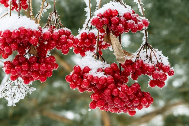 Viburno coberto de neve