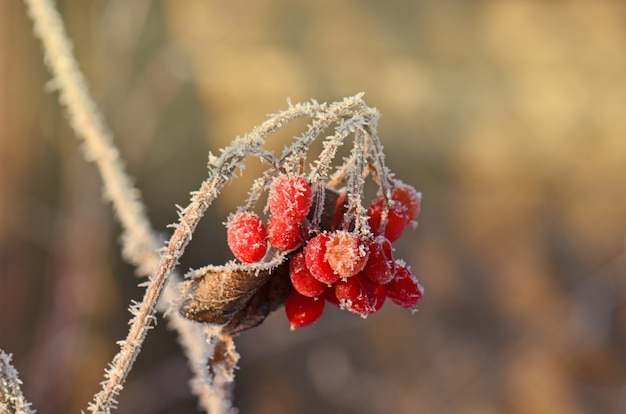 Viburno congelado de inverno. bagas vermelhas de viburnum.