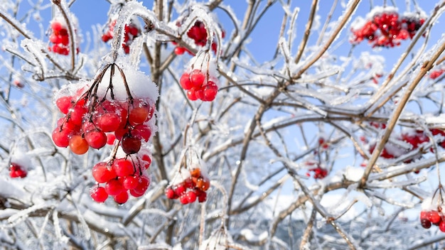 Viburno congelado na neve em um galho no inverno frio