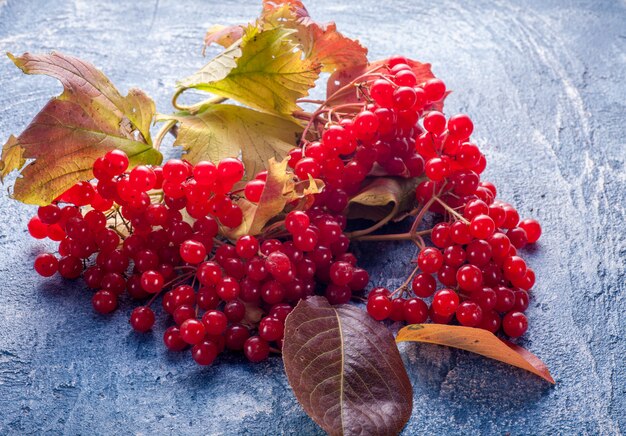 Viburnum auf blauem Betontisch