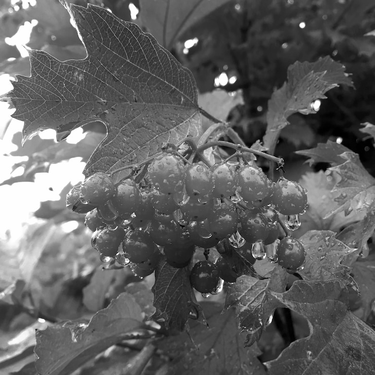 Foto viburnum de bayas rojas dulces que crece en el arbusto con hojas verdes