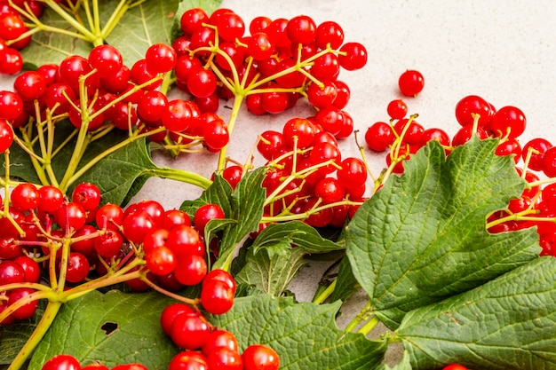 Viburnum bayas rojas frescas con hojas verdes en las ramas