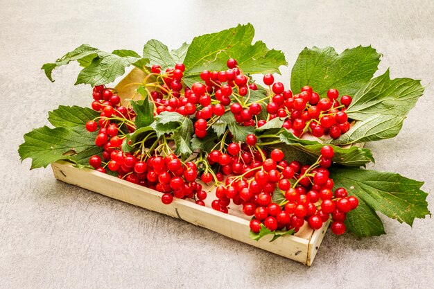 Viburnum bayas rojas frescas con hojas verdes en las ramas