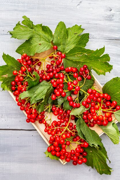 Foto viburnum bayas rojas frescas con hojas verdes en las ramas