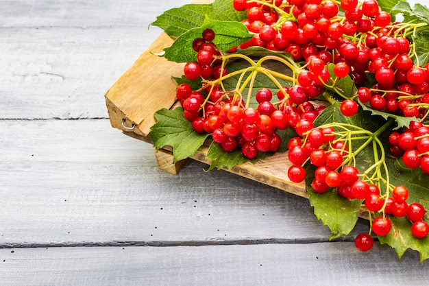 Viburnum bayas rojas frescas con hojas verdes en las ramas