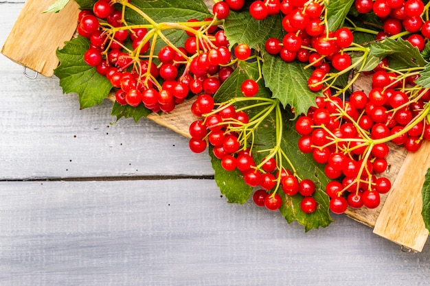 Viburnum bayas rojas frescas con hojas verdes en las ramas