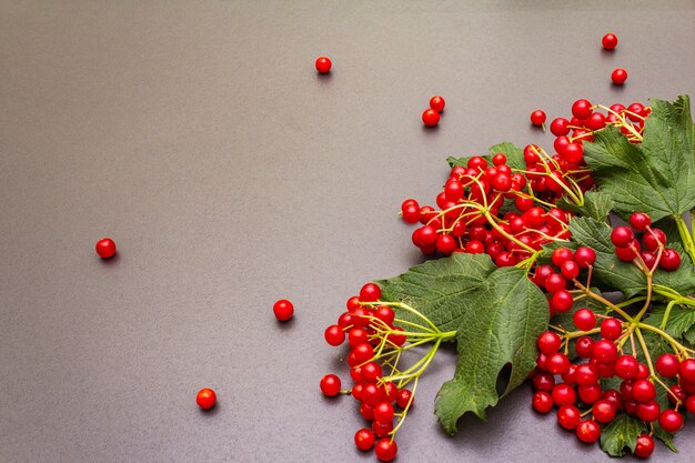 Viburnum bayas rojas frescas con hojas verdes en las ramas