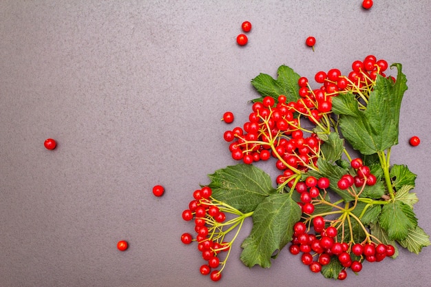 Viburnum bayas rojas frescas con hojas verdes en las ramas