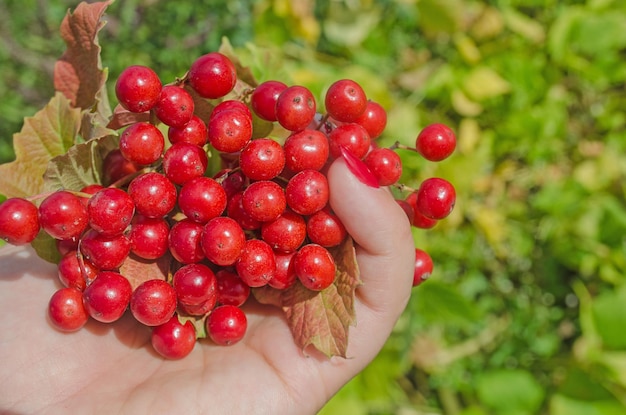 Viburnum-Beeren am Zweig