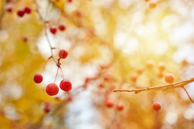 Foto viburnum-beeren auf zweigen