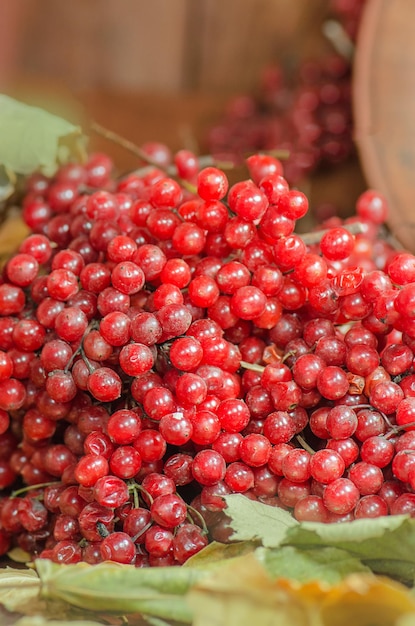 Viburnum-Beeren mit grünen Blättern Zweig des roten Viburnum