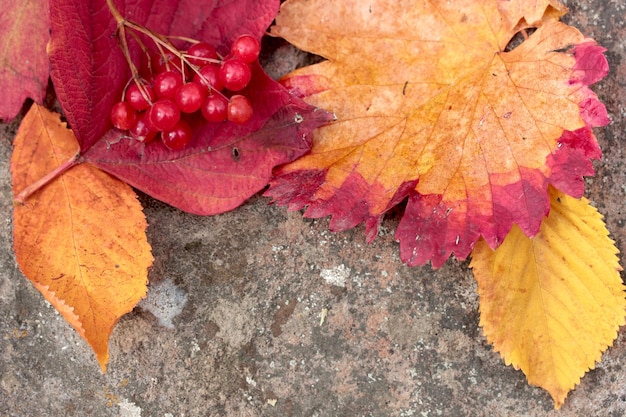 Viburnum-Beeren und bunte Blätter